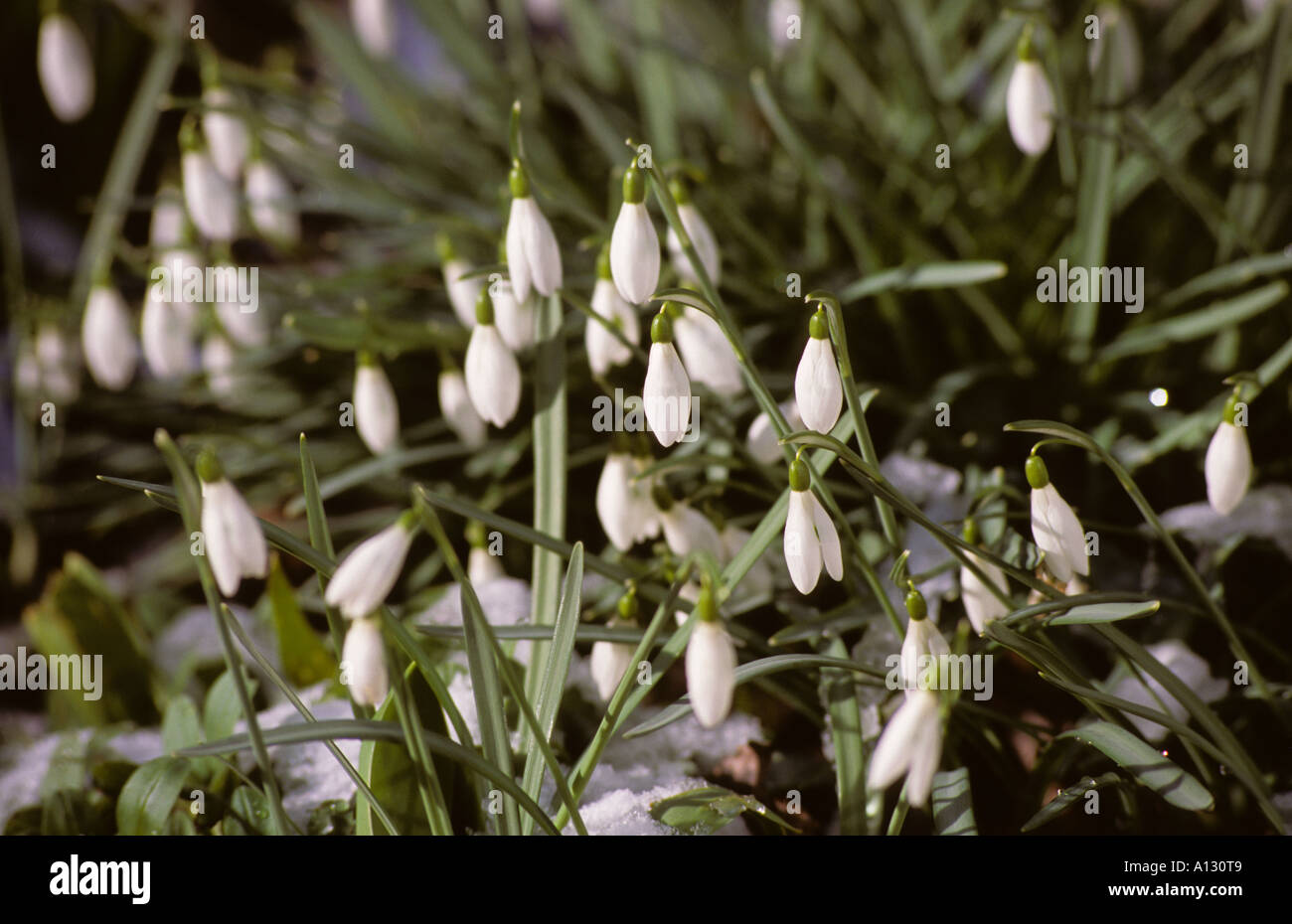 Primo piano di Snowdrops fiori bianchi fiori bianchi fiori bianchi in inverno latino galanthus nivalis Inghilterra UK Regno Unito GB Gran Bretagna Foto Stock