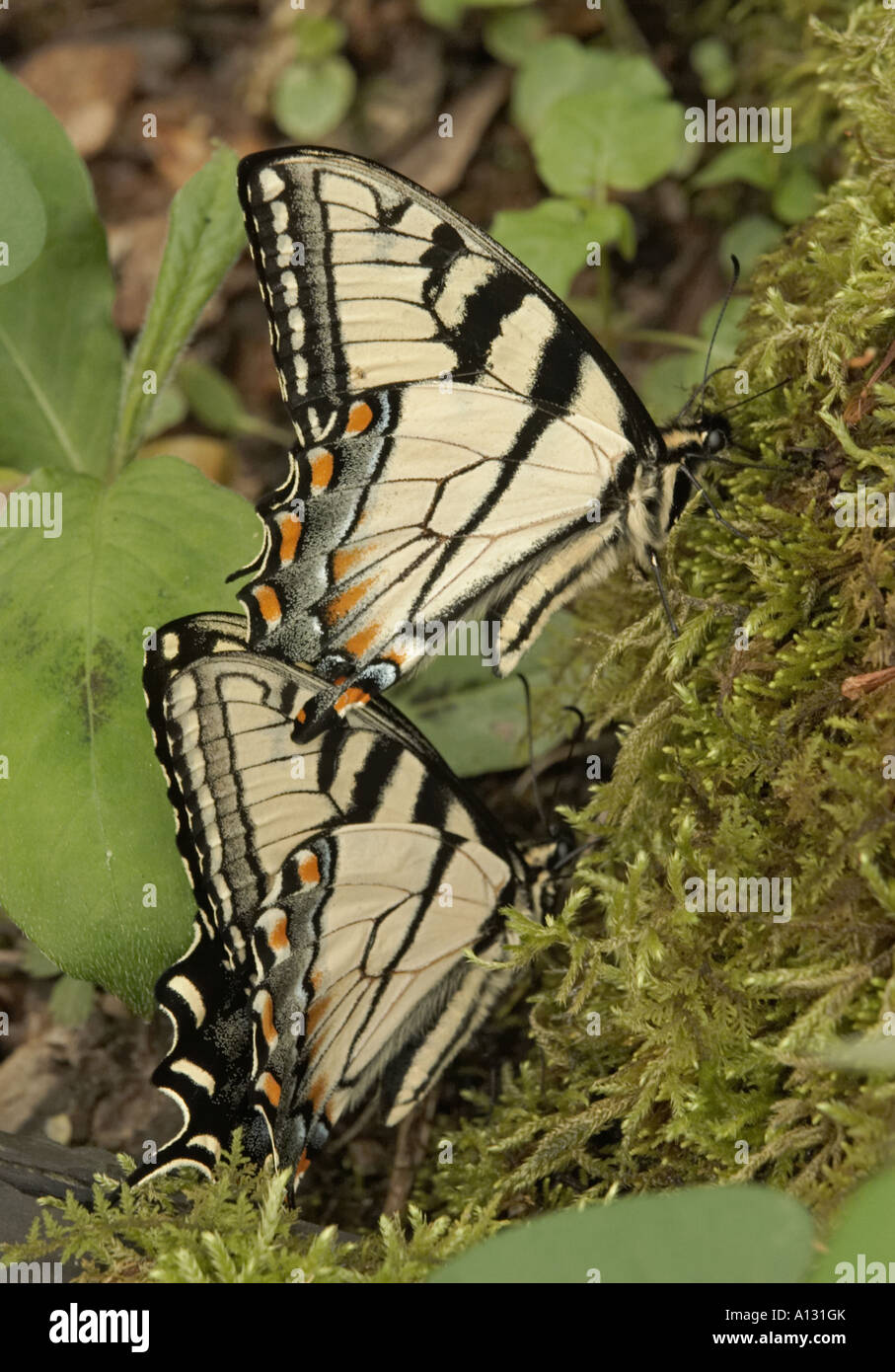 Due Tiger Swallowtails Pterourus Glauco su moss albero coperto Foto Stock