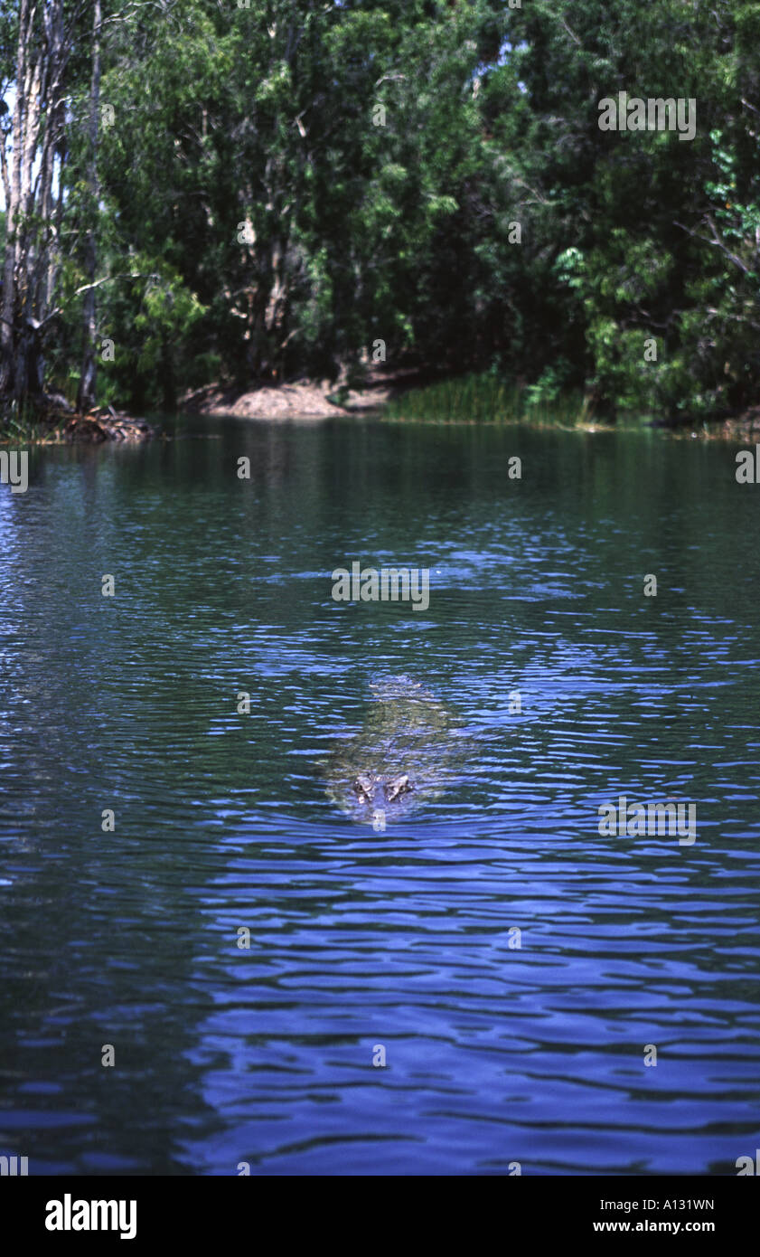 Un coccodrillo di estuario nuota attraverso l'acqua a Hartleys Creek Crocodile Farm, Cairns, Queensland, Australia Foto Stock