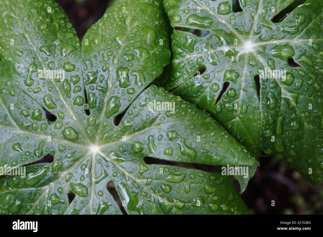 Maggio Apple lascia con gocce d'acqua Foto Stock