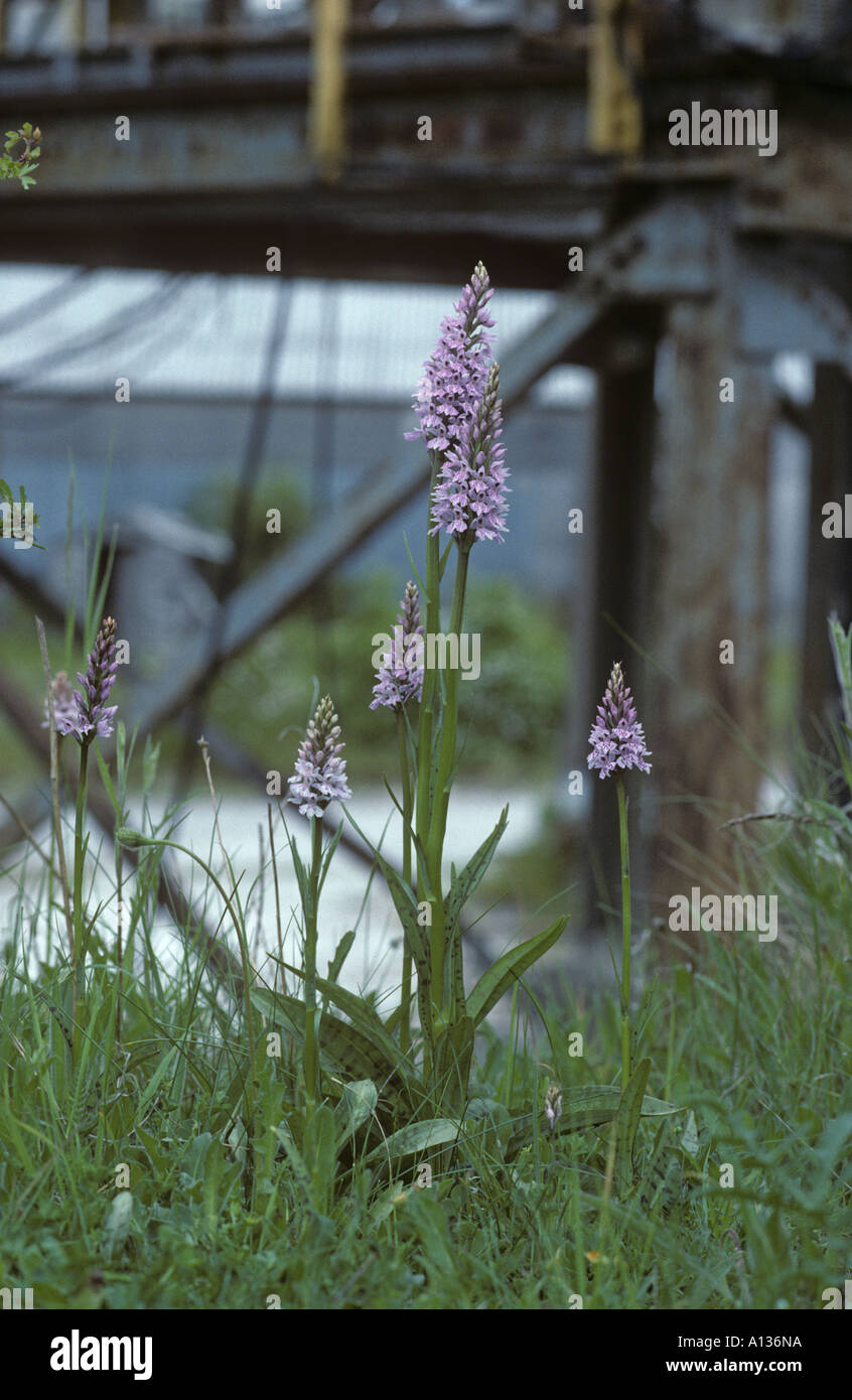 Orchidee maculate comuni Dactylorhiza fuchsii che crescono nella cava di gesso lavorata nel Bedfordshire Foto Stock