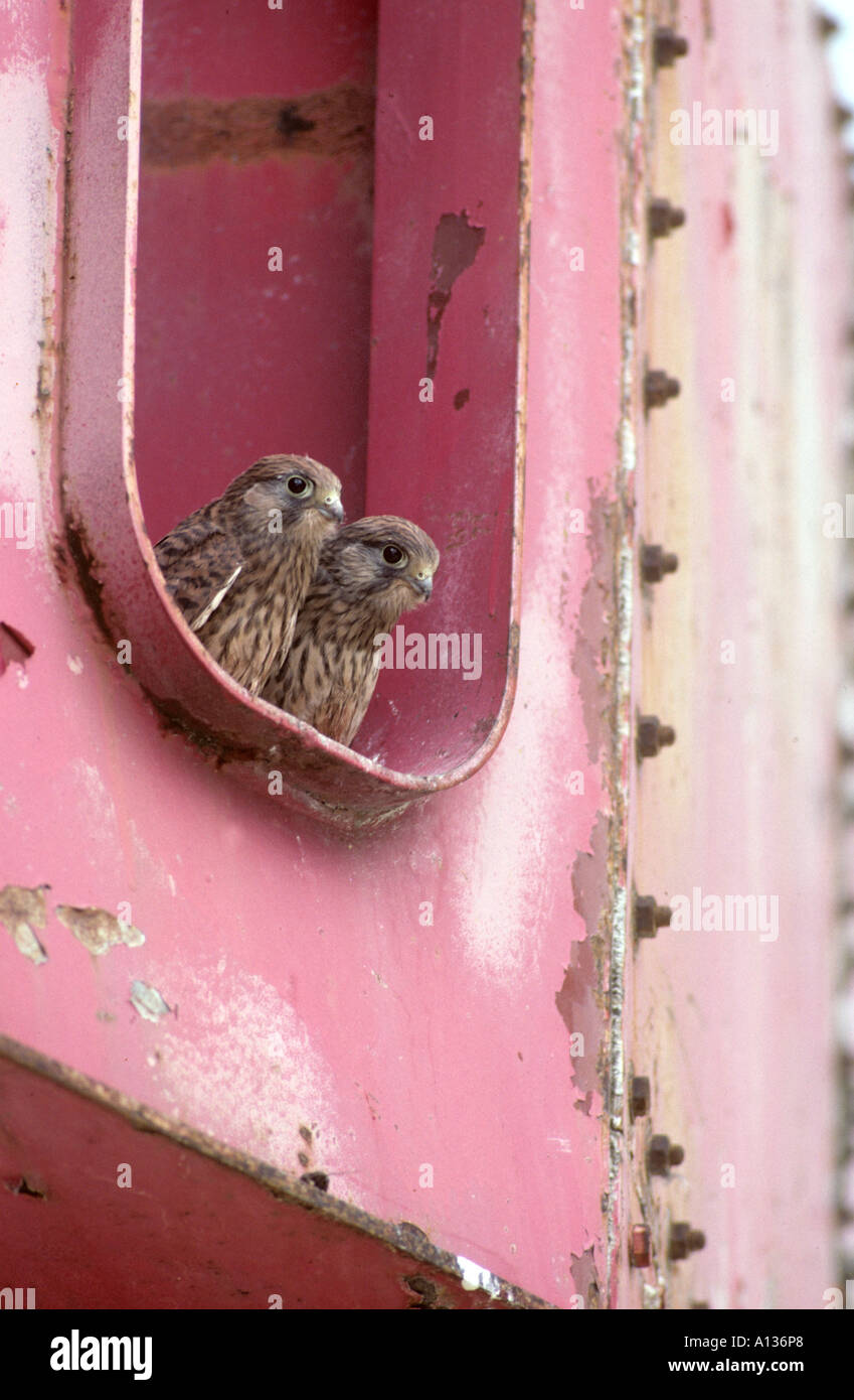Il Gheppio Falco tinnunculus nidificazione sul sito industriale Foto Stock