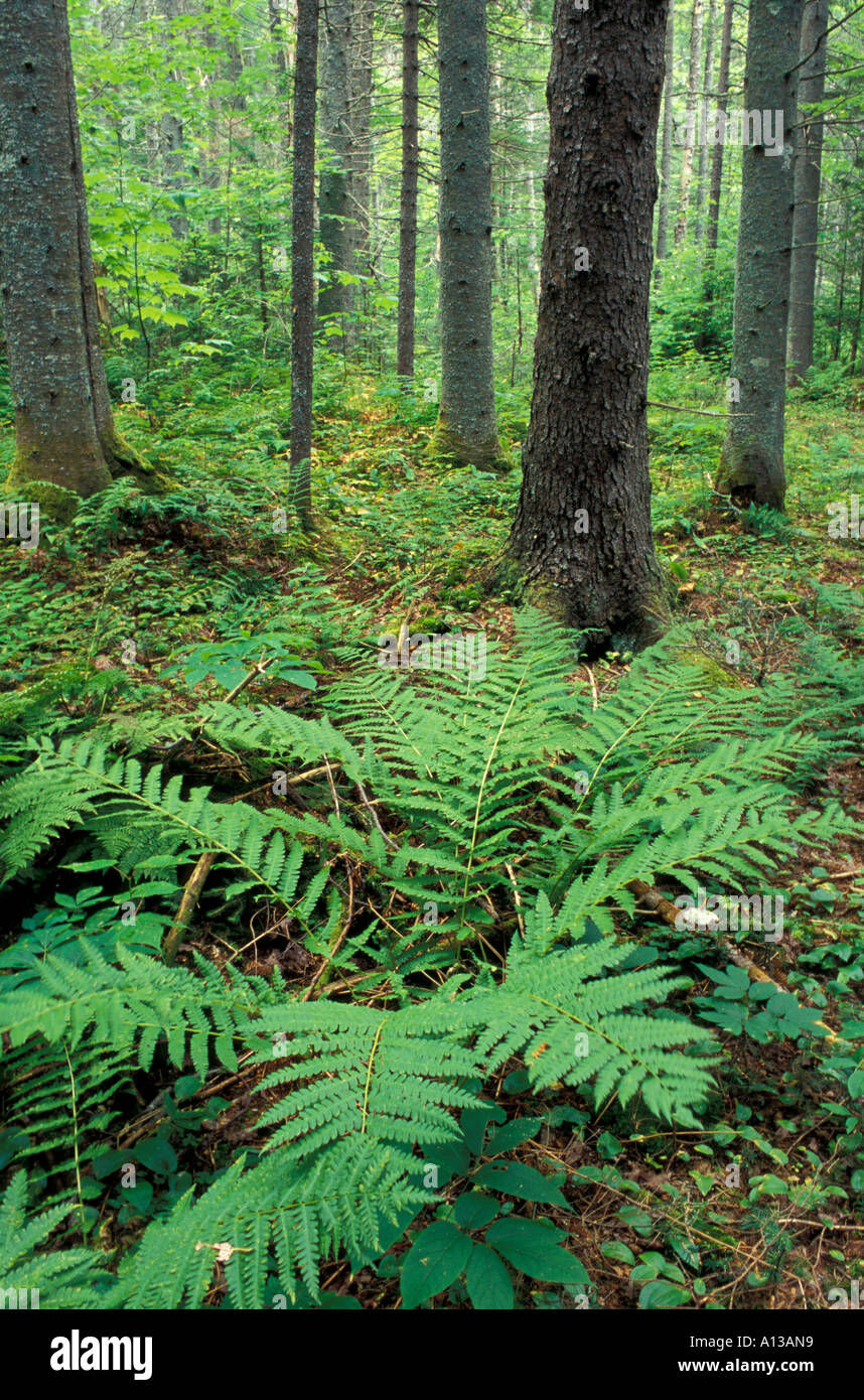 Felci crescono nel sottobosco di una pianura foresta di abete rosso vicino al fiume alci in NH White Mountains Foto Stock