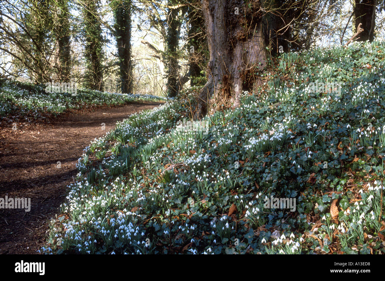 Snowdrop a piedi, walsingham abbey, norfolk East Anglia England Regno Unito Foto Stock