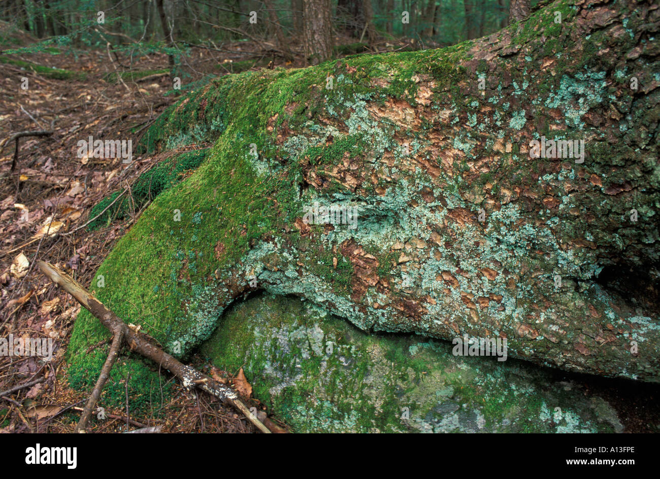 Le radici di un orientale la cicuta, Tsuga canadensis, avvolto intorno a un masso. Vecchia Foresta. White Mountains, NH. Foto Stock