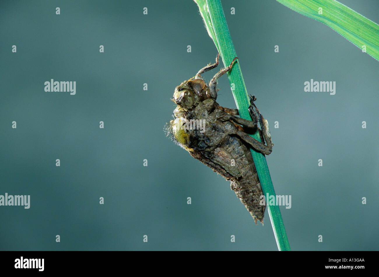 Numero 2 di 10 in una serie di fotografie che mostrano lo sviluppo di una ampia corposi Chaser Libellula depressa Foto Stock