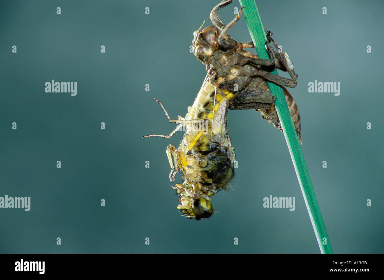 Numero 4 di 10 in una serie di fotografie che mostrano lo sviluppo di una ampia corposi Chaser Libellula depressa Foto Stock