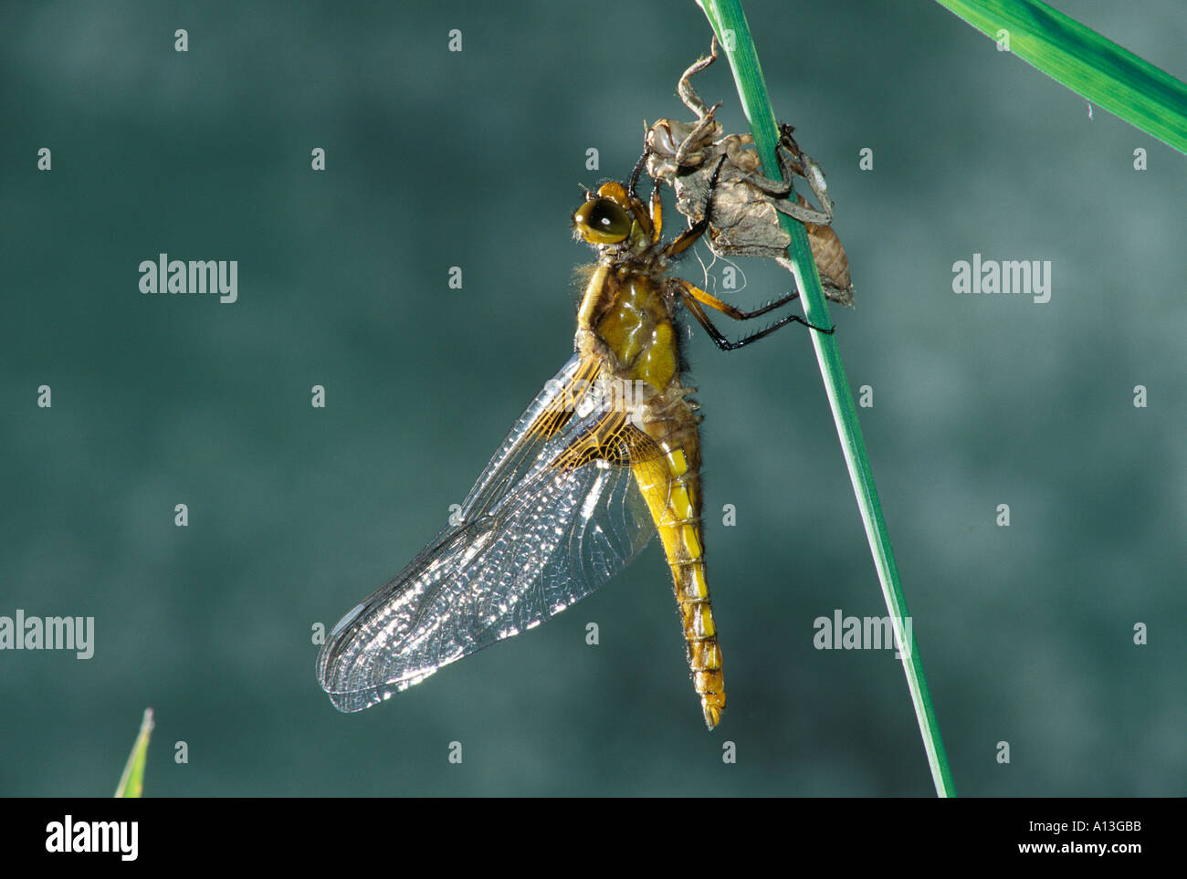 Il numero 8 di 10 in una serie di fotografie che mostrano lo sviluppo di una ampia corposi Chaser Libellula depressa Foto Stock