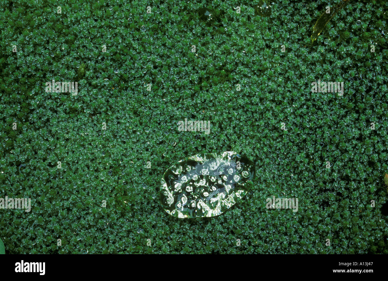 Goccia di acqua su moss Foto Stock