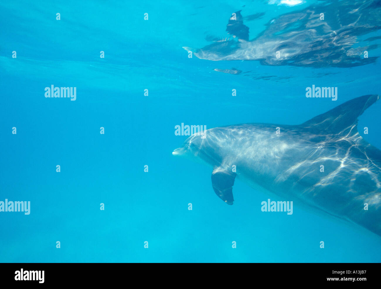 Isole Turks e Caicos Providenciales Provo JoJo il delfino nuota in acqua torbida vicino a un dock Foto Stock