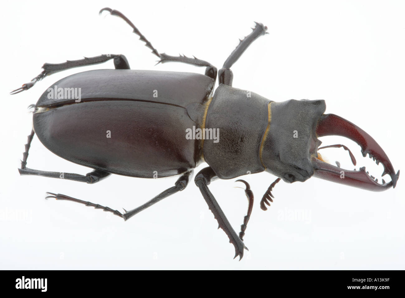 Stag beetle con corna mandibole Foto Stock