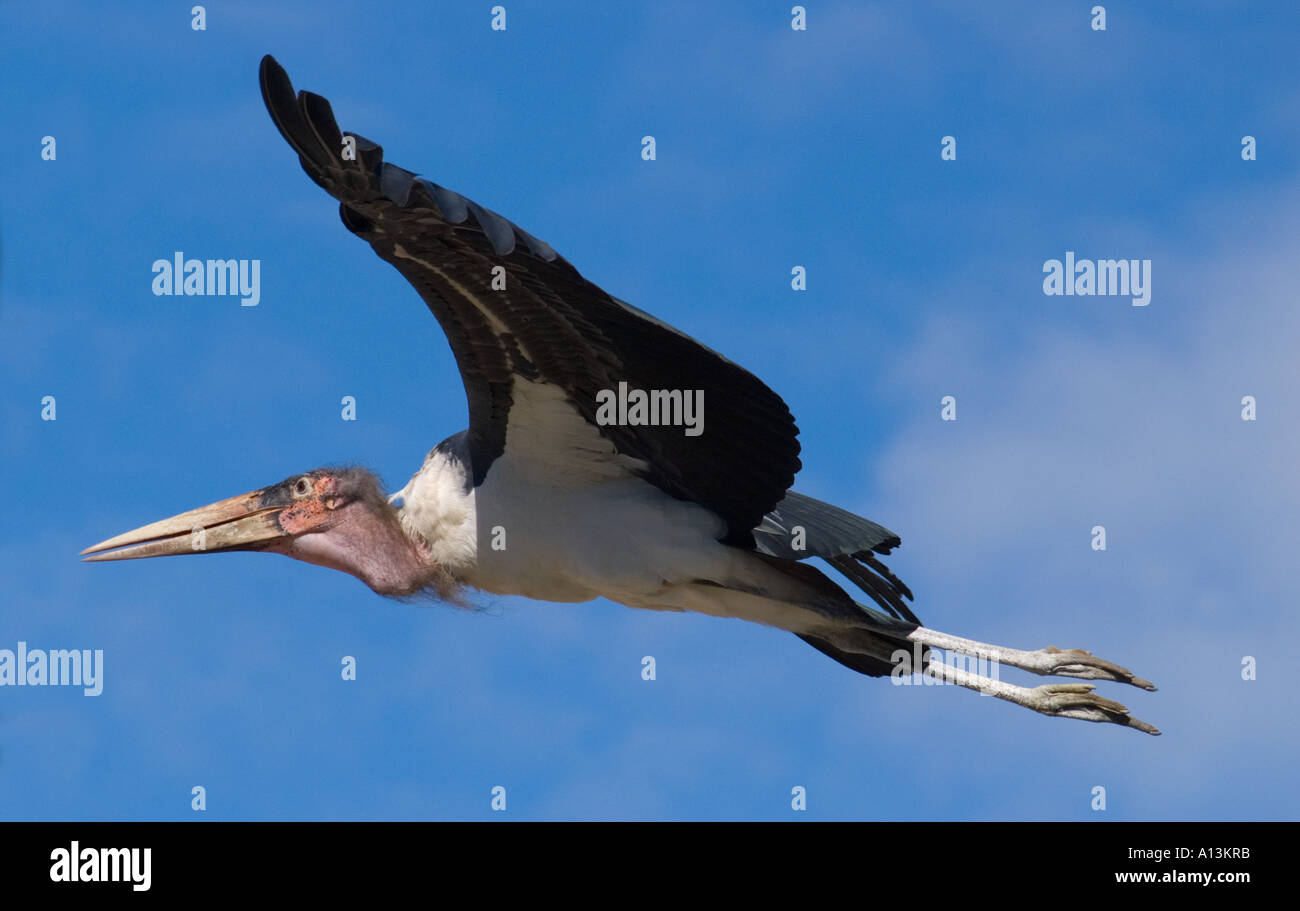 Cicogna in volo Parque Aguilas eagle Park Zoo di Los Cristianos Tenerife Isole Canarie Spagna Foto Stock