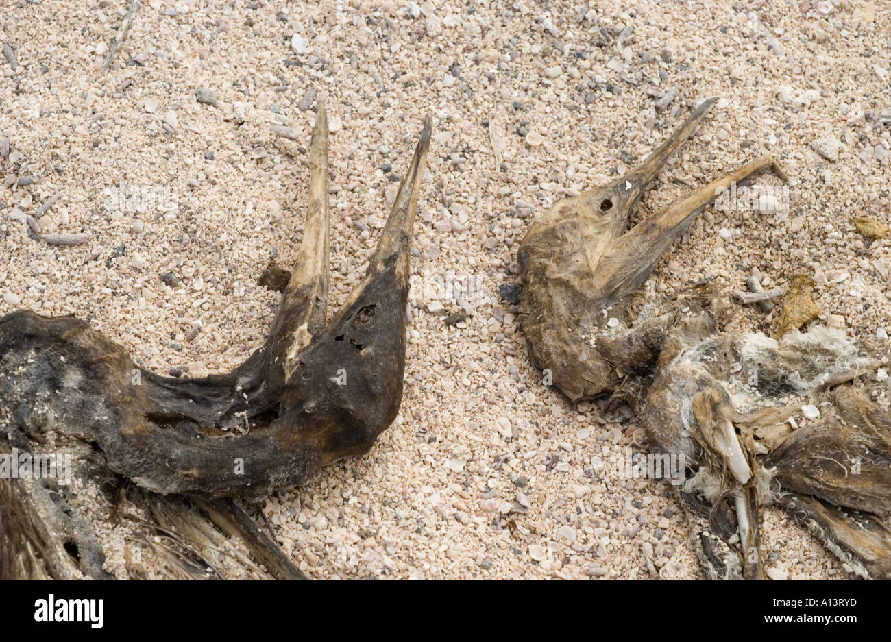 Blu-footed Booby, Sula nebouxii excisa, con pulcino, morto nella sabbia, Galapagos, Ecuador Foto Stock