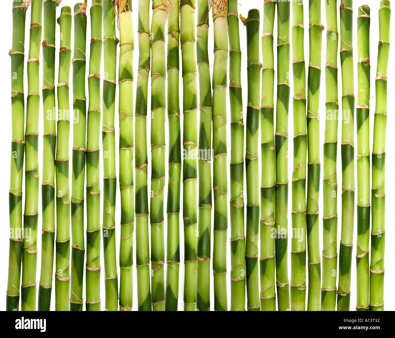 Il verde di germogli di bambù bastoni DRACAENA Foto Stock