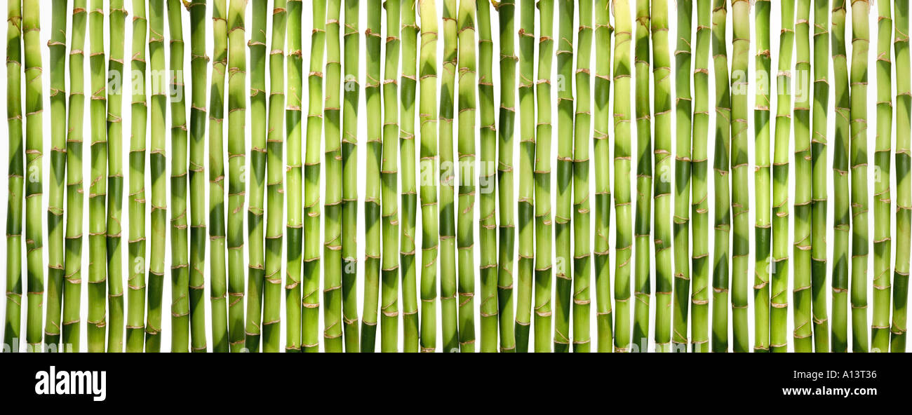 Il verde di germogli di bambù bastoni DRACAENA Foto Stock