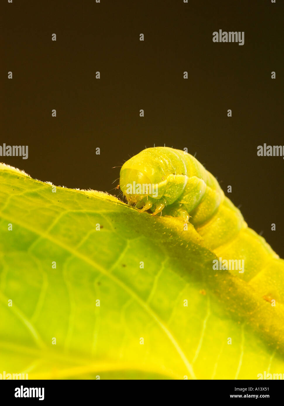 Un verde bruco su una foglia di un Brugmansia Foto Stock