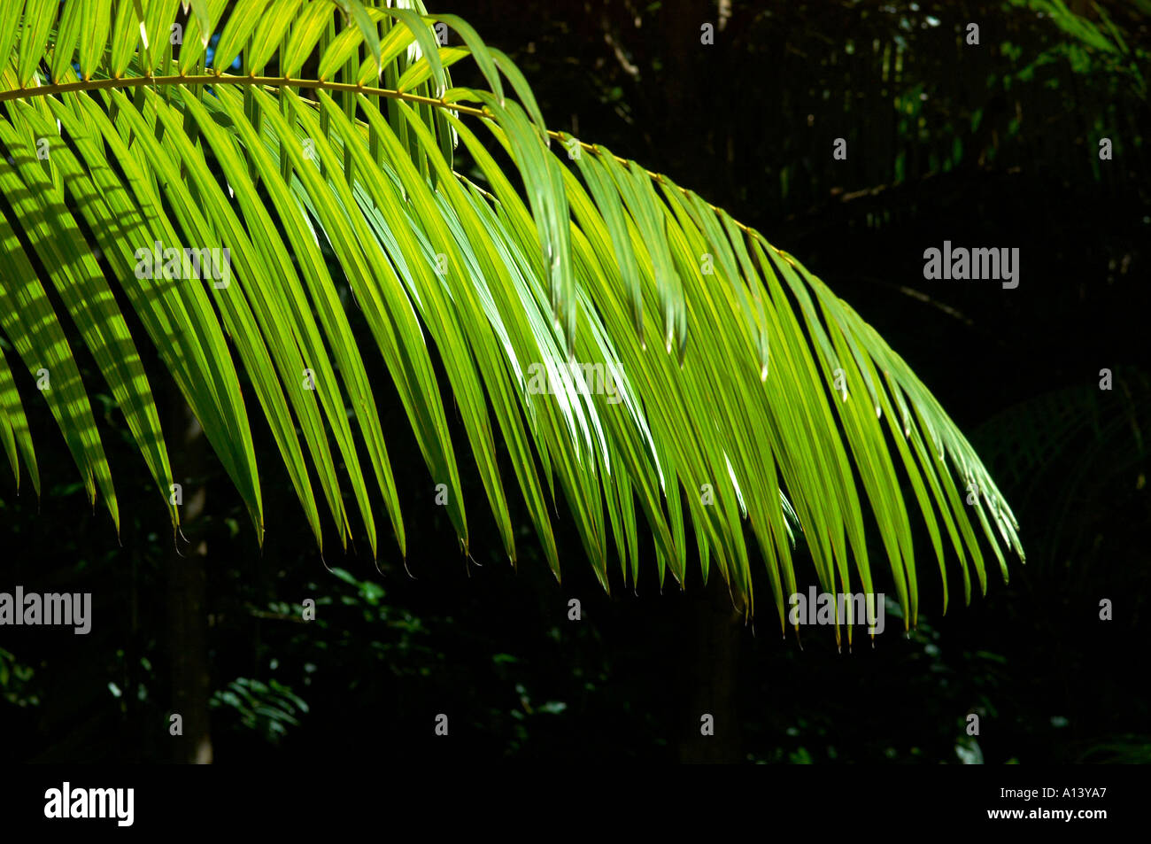 Una foglia di palma frond contro una foresta scura sullo sfondo Foto Stock