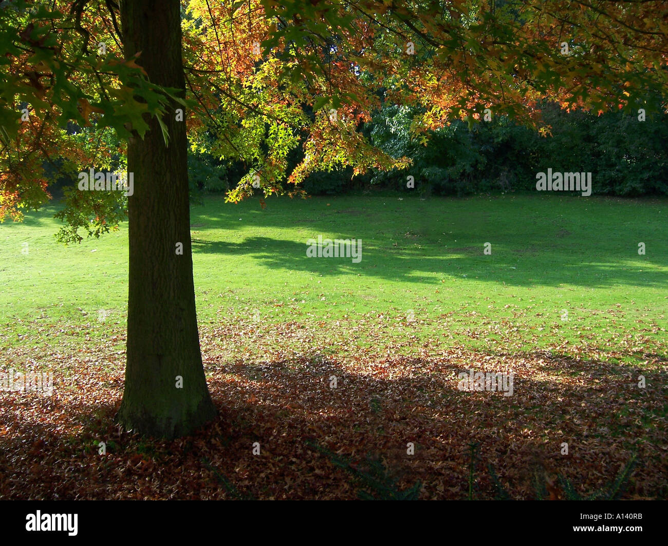 Autunnale di scena con un unico albero Foto Stock