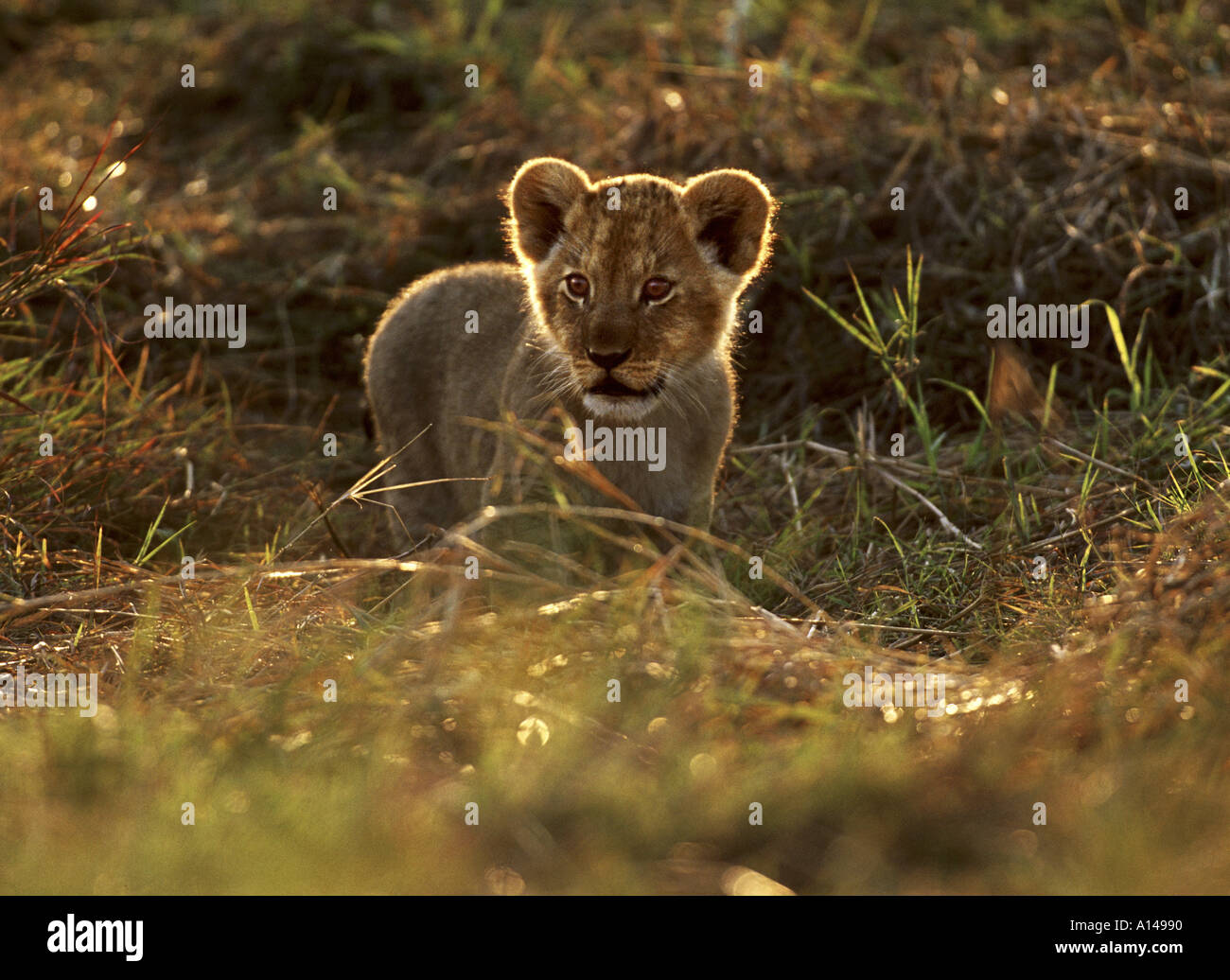 Lion cub al mattino presto Masai Mara Kenya Foto Stock