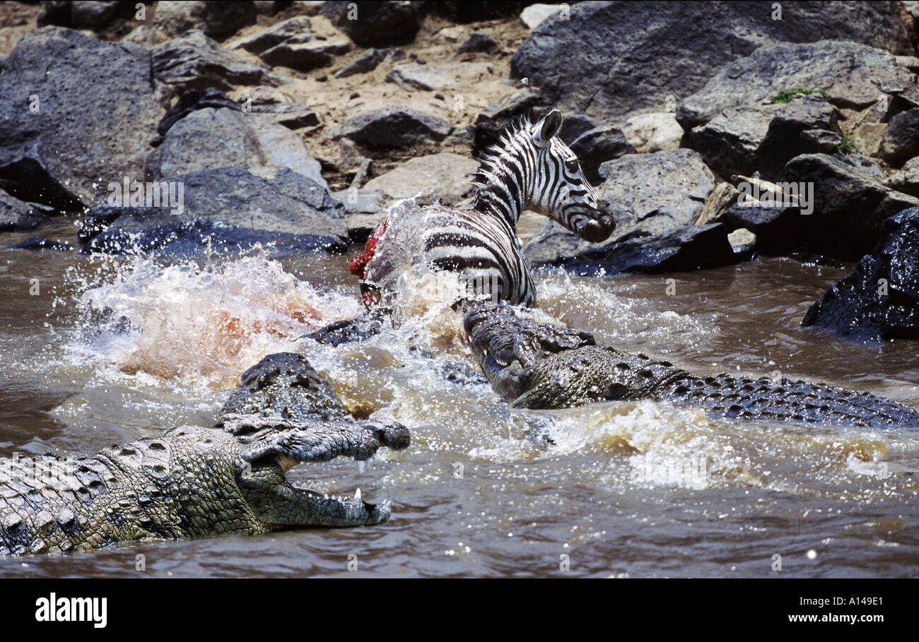 Coccodrilli attaccando zebra Fiume Mara Kenya Africa Foto Stock
