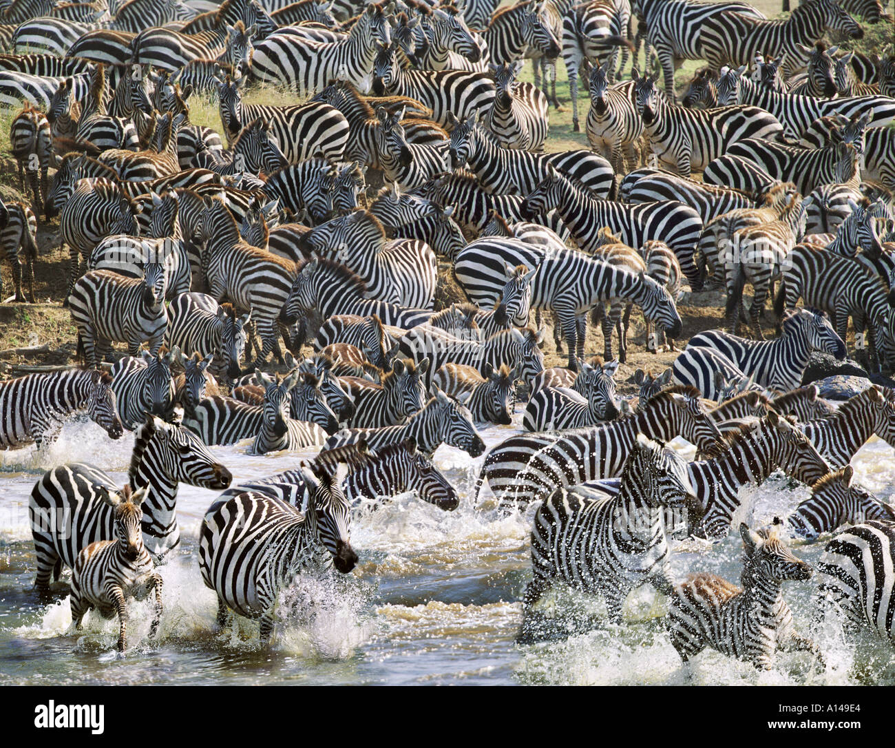 Zebre Attraversamento fiume Mara sulla migrazione Kenya Foto Stock