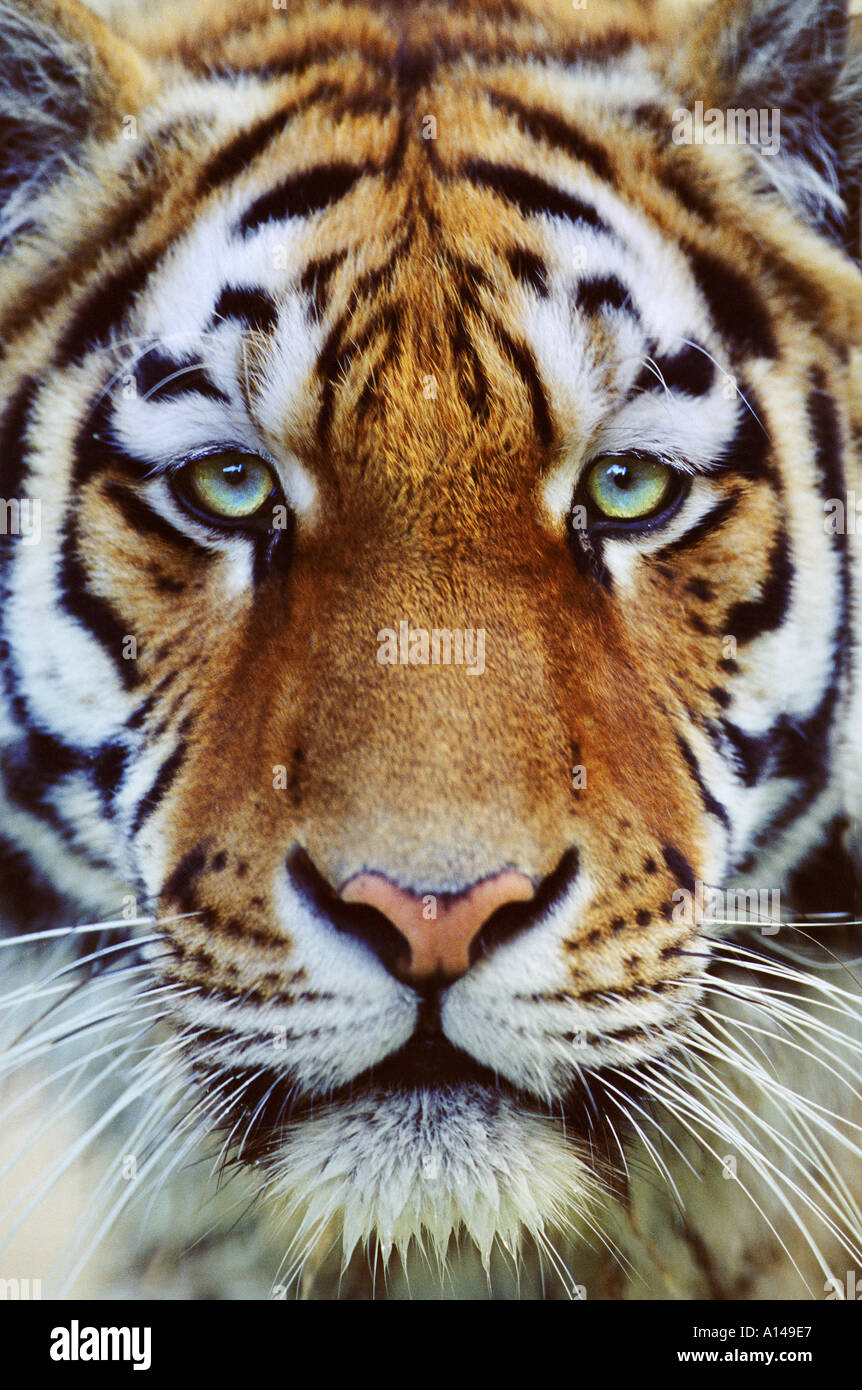 Tiger viso vicino fino Foto Stock