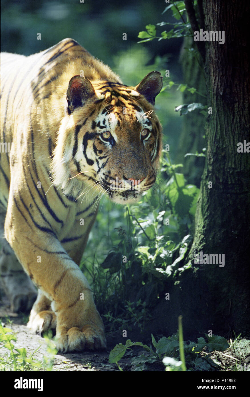 Tiger sul prowl Foto Stock
