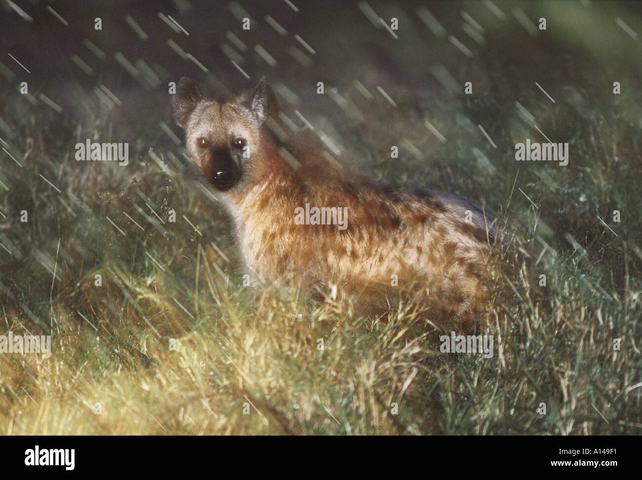 Hyaena a pioggia in Sud Africa Foto Stock