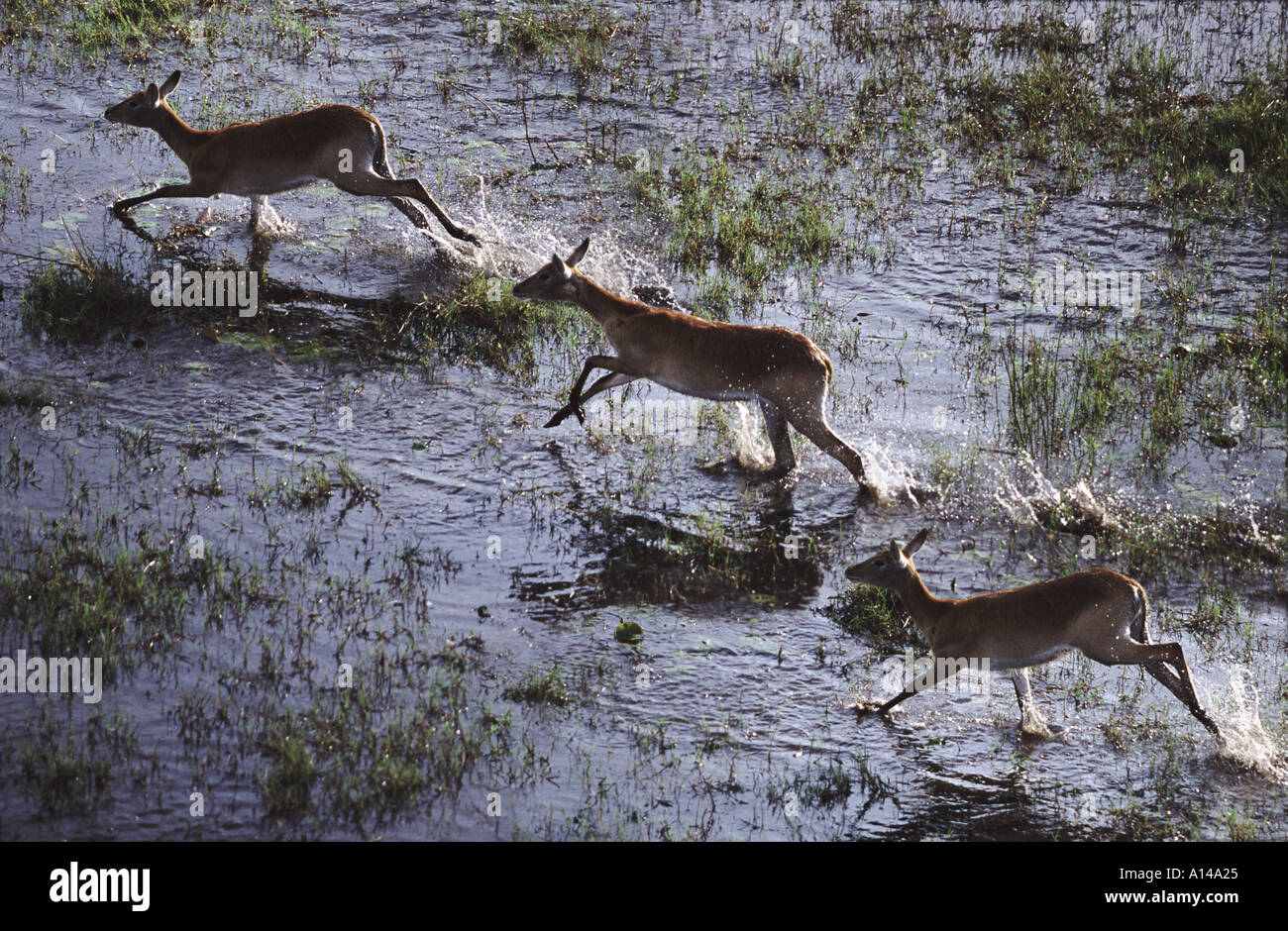 Lechwe rosso acceso attraverso acqua Okavango Delta Botswana Foto Stock