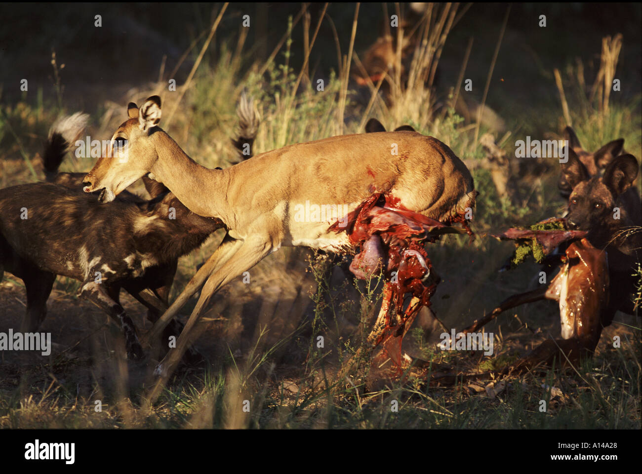 African cani selvatici uccidere impala Botswana Foto Stock