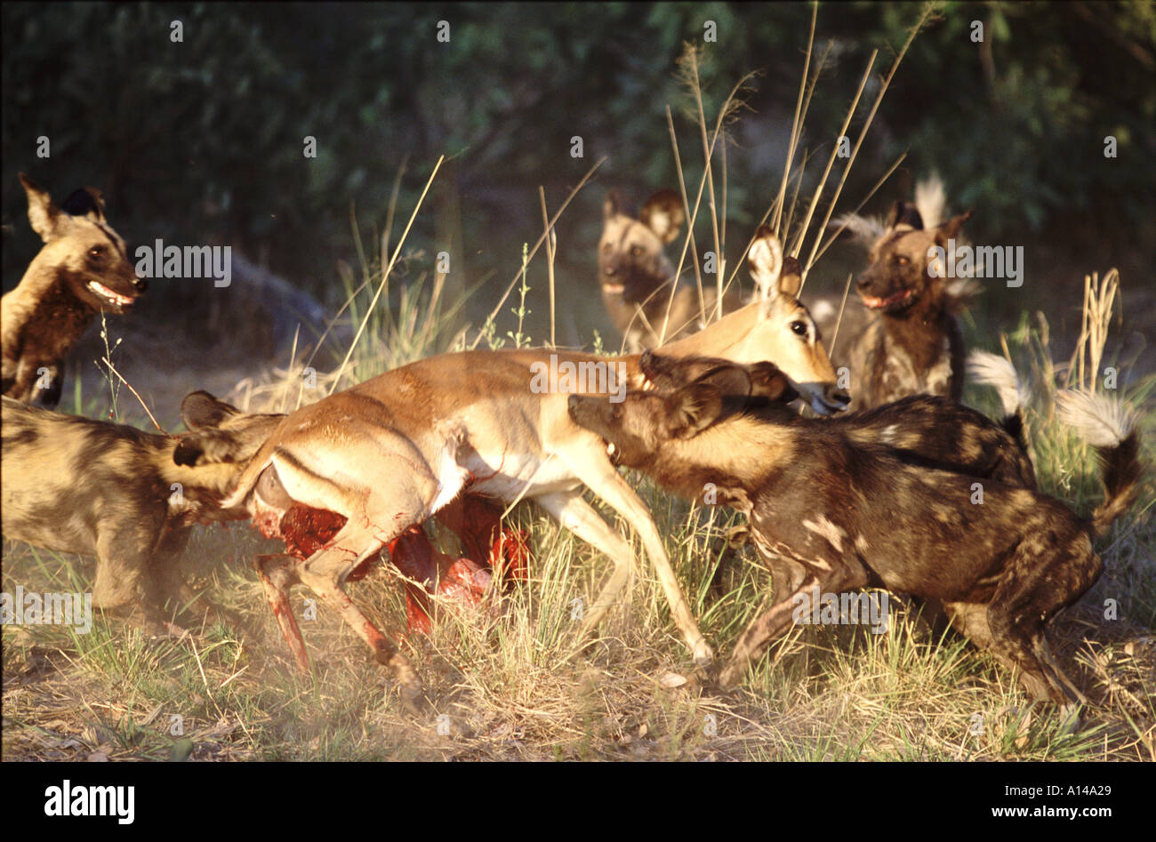 African cani selvatici uccidere impala Botswana Foto Stock