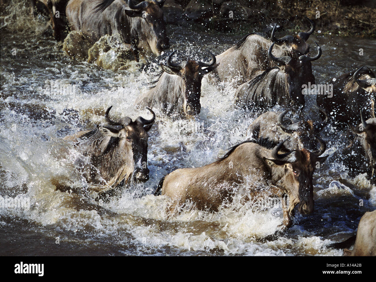 Gnu Attraversamento fiume Mara sulla migrazione in Africa Foto Stock