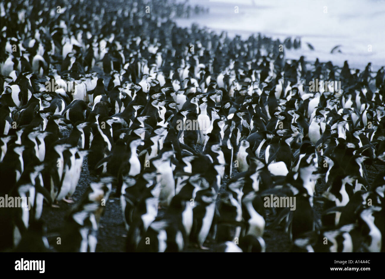 Pinguini Chinstrap Hannah punto Antartide Foto Stock