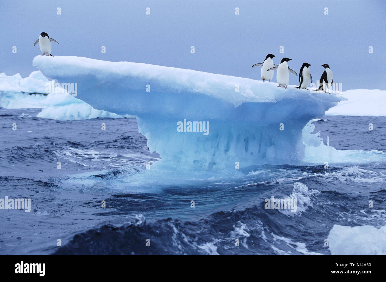 Adelie pinguini su iceberg Antartide Foto Stock
