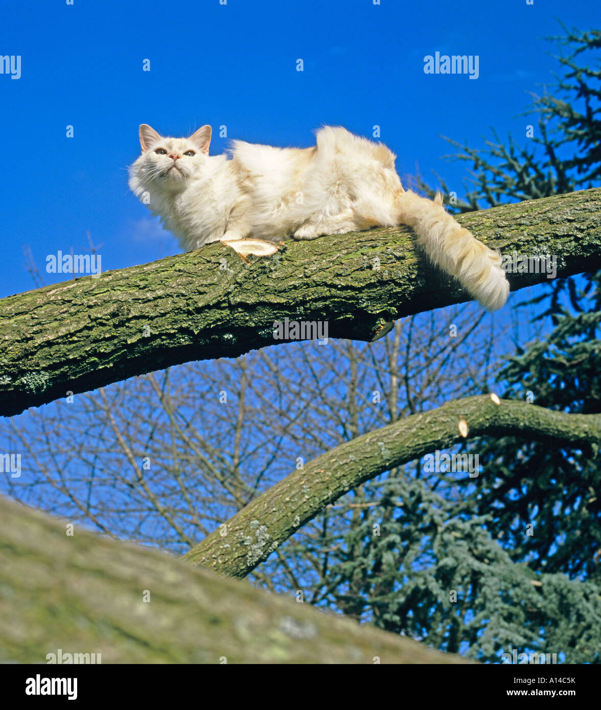 Thomas una matura red point Ragdoll pedigree domestico neutro cat di arrampicarsi su un albero caduto in inverno UK UE Foto Stock