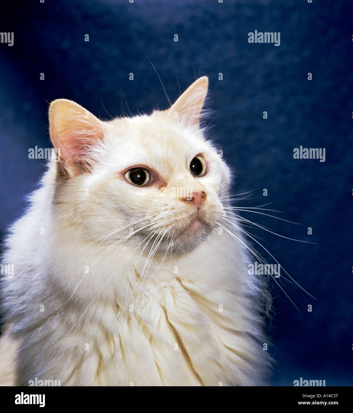 Thomas una matura red point Ragdoll pedigree domestico neutro cat che mostra la testa e spalle UK UE Foto Stock