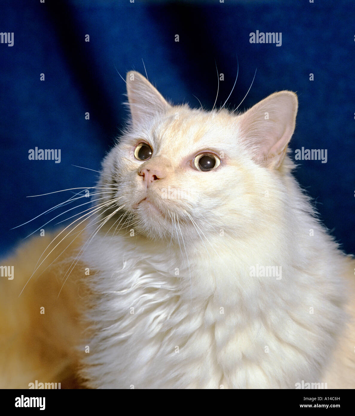 Thomas un vecchio punto rosso Ragdoll pedigree domestico neutro cat che mostra la testa e spalle UK UE Foto Stock