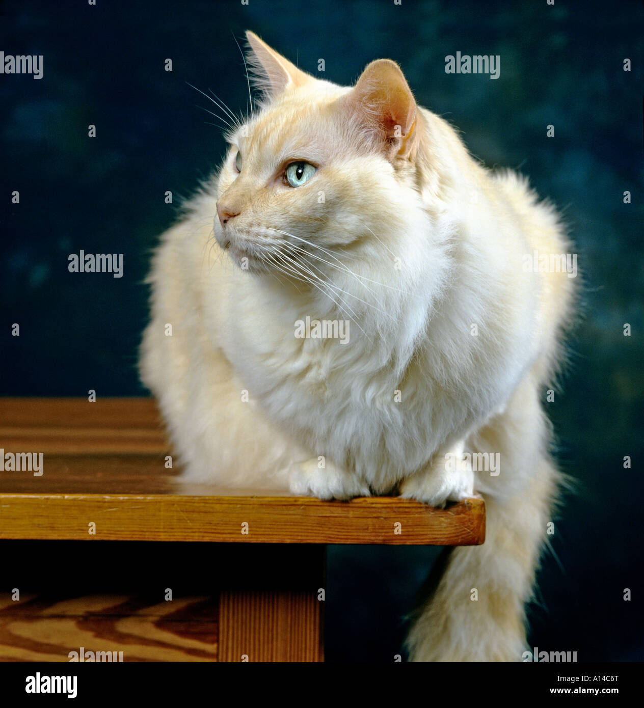 Thomas un punto rosso Ragdoll pedigree domestico neutro cat che mostra la testa e spalle UK UE Foto Stock