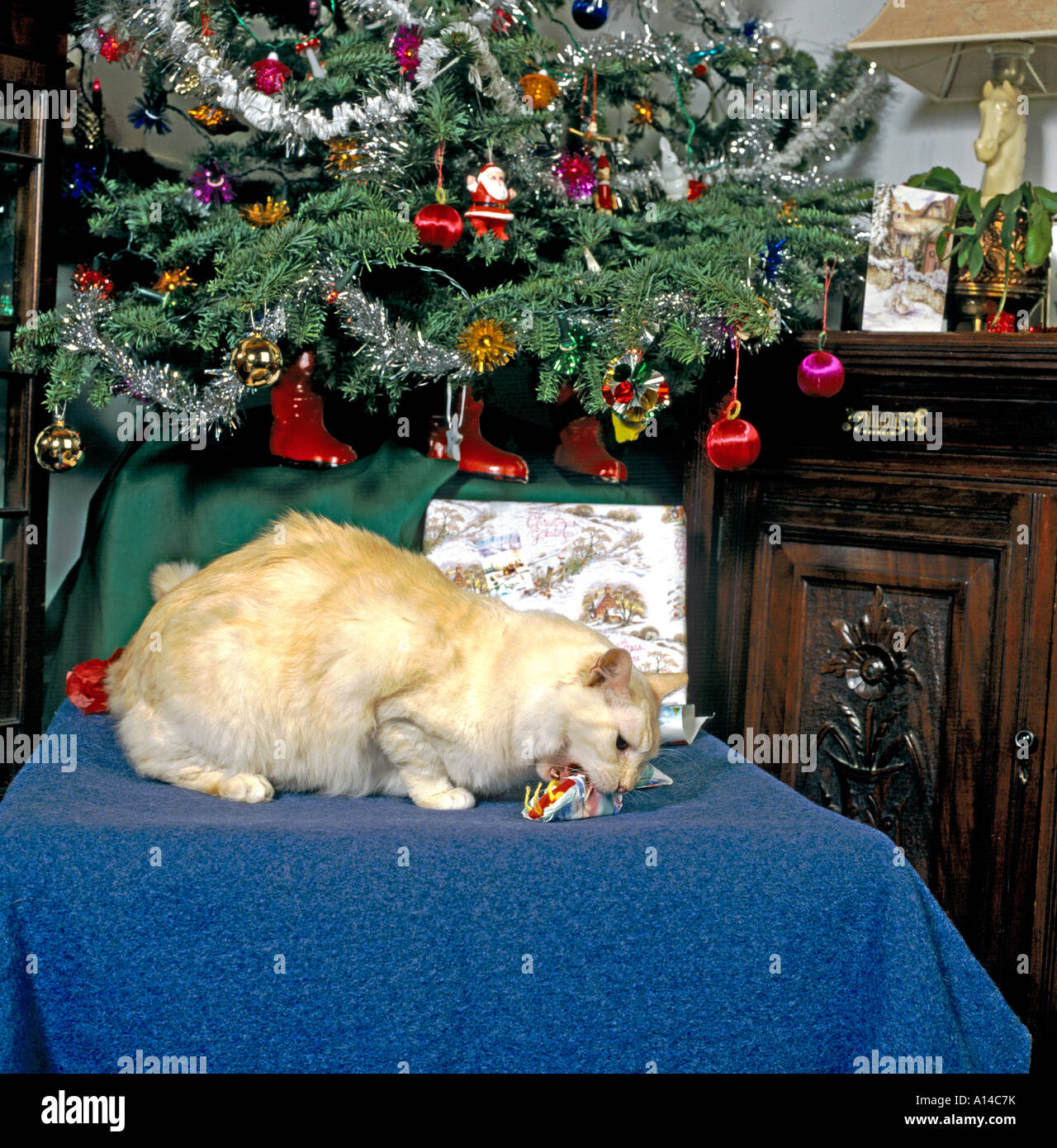Thomas un gatto nero ragdoll, un gatto di NEUTER domestico, che trova un modo originale di aprire il suo regalo di Natale UK EU Foto Stock