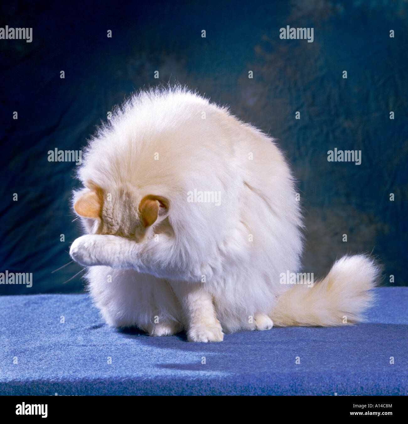 Thomas un punto rosso Ragdoll pedigree domestico neutro cat che mostra un tipico atteggiamento di lavaggio stesso UK UE Foto Stock