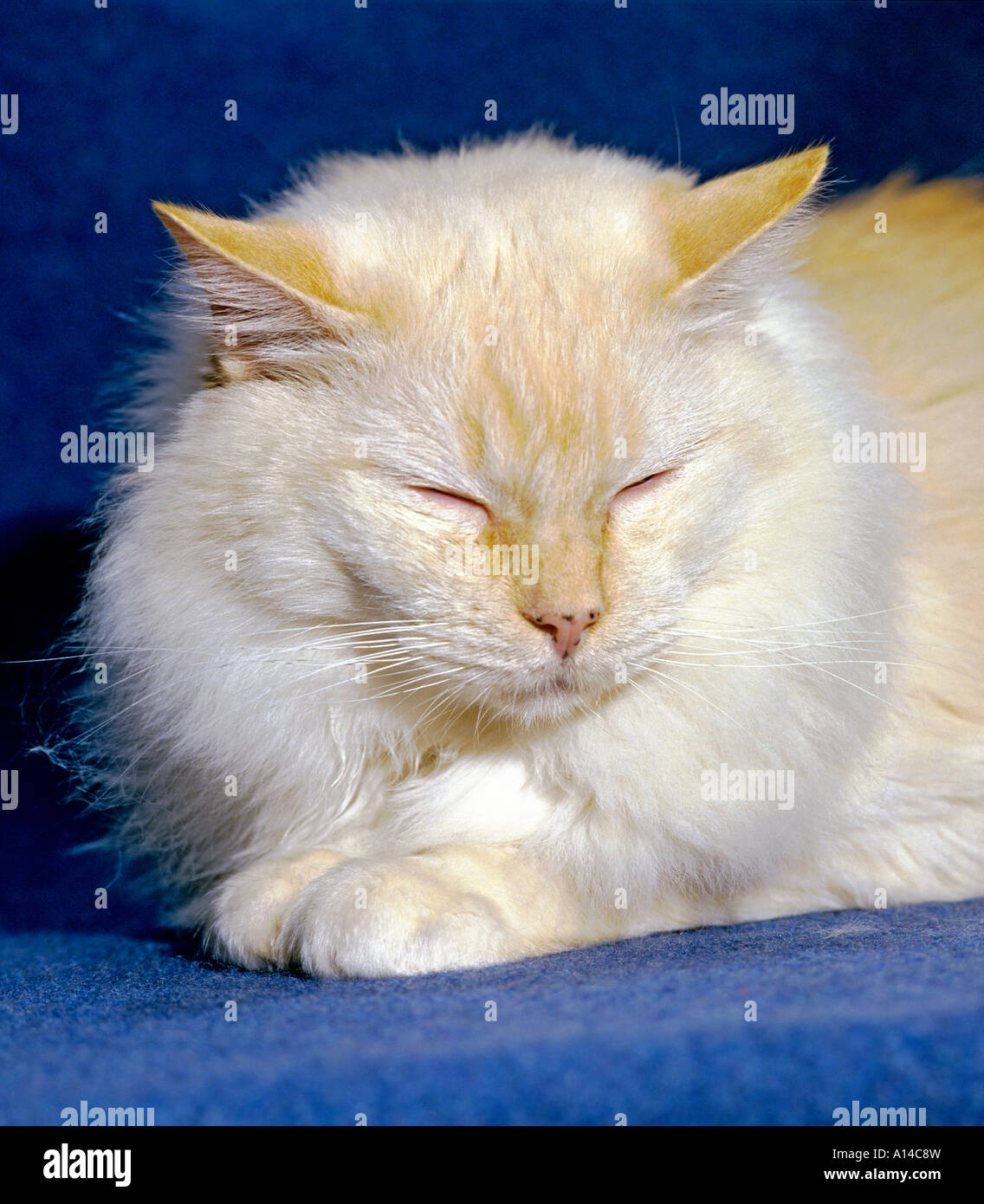 Thomas un vecchio punto rosso Ragdoll pedigree domestici gatto che sonnecchia in una calda coperta blu UK UE Foto Stock