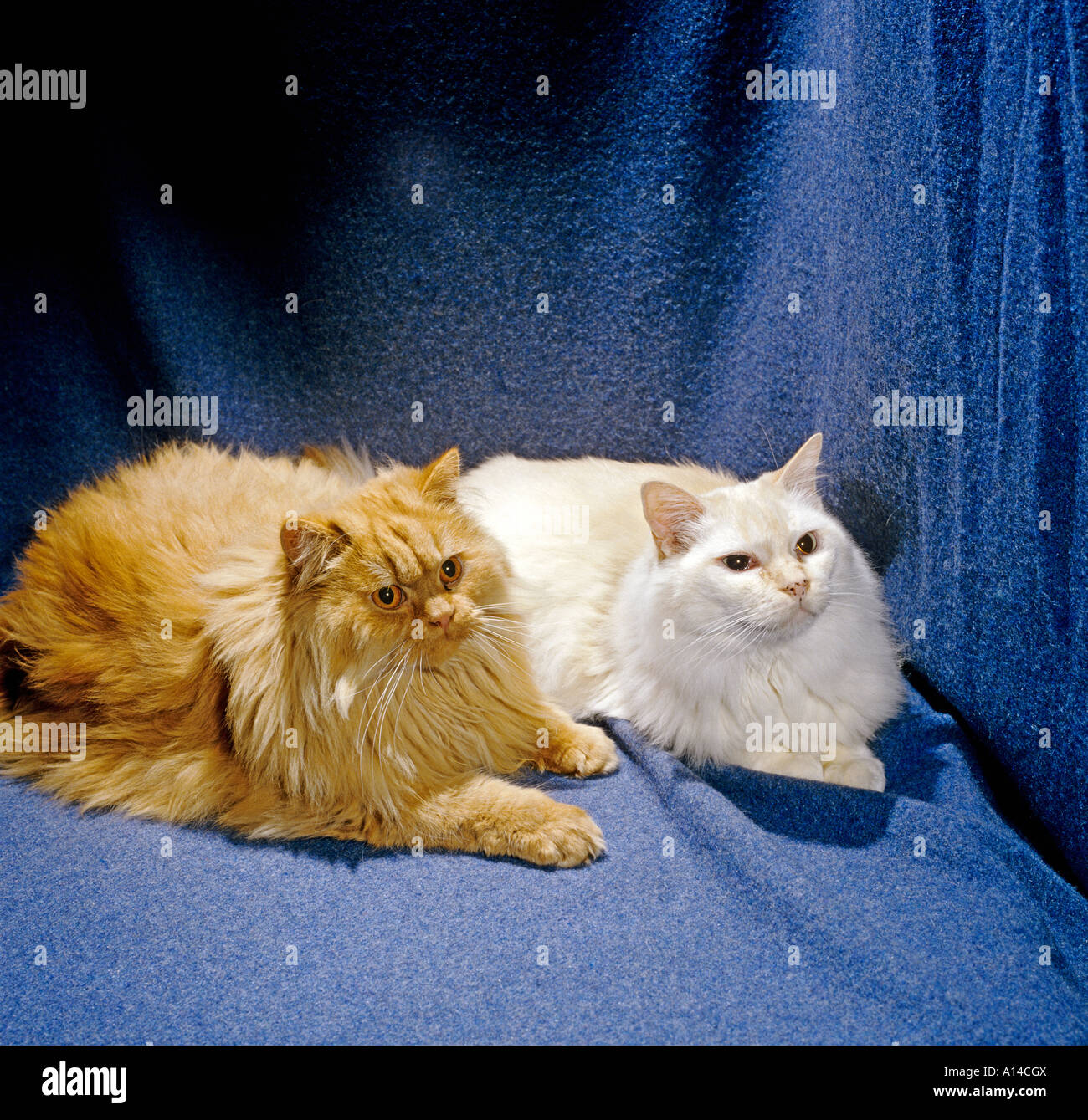 Un lungo i capelli di tipo persiano gatto e Thomas punto rosso neutro Ragdoll cat compagni costante UK UE Foto Stock