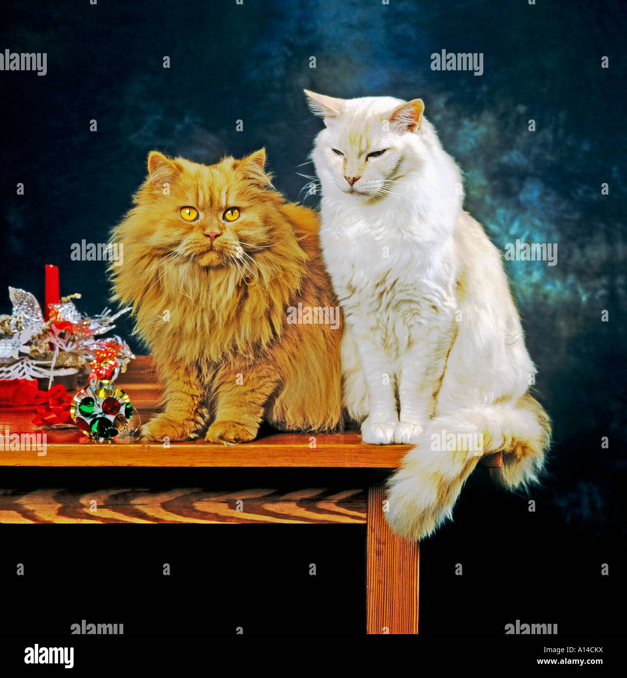 Una coppia di pedigree gatti un fumo rosso capelli lunghi il gatto domestico e un punto rosso neutro Ragdoll cat Foto Stock