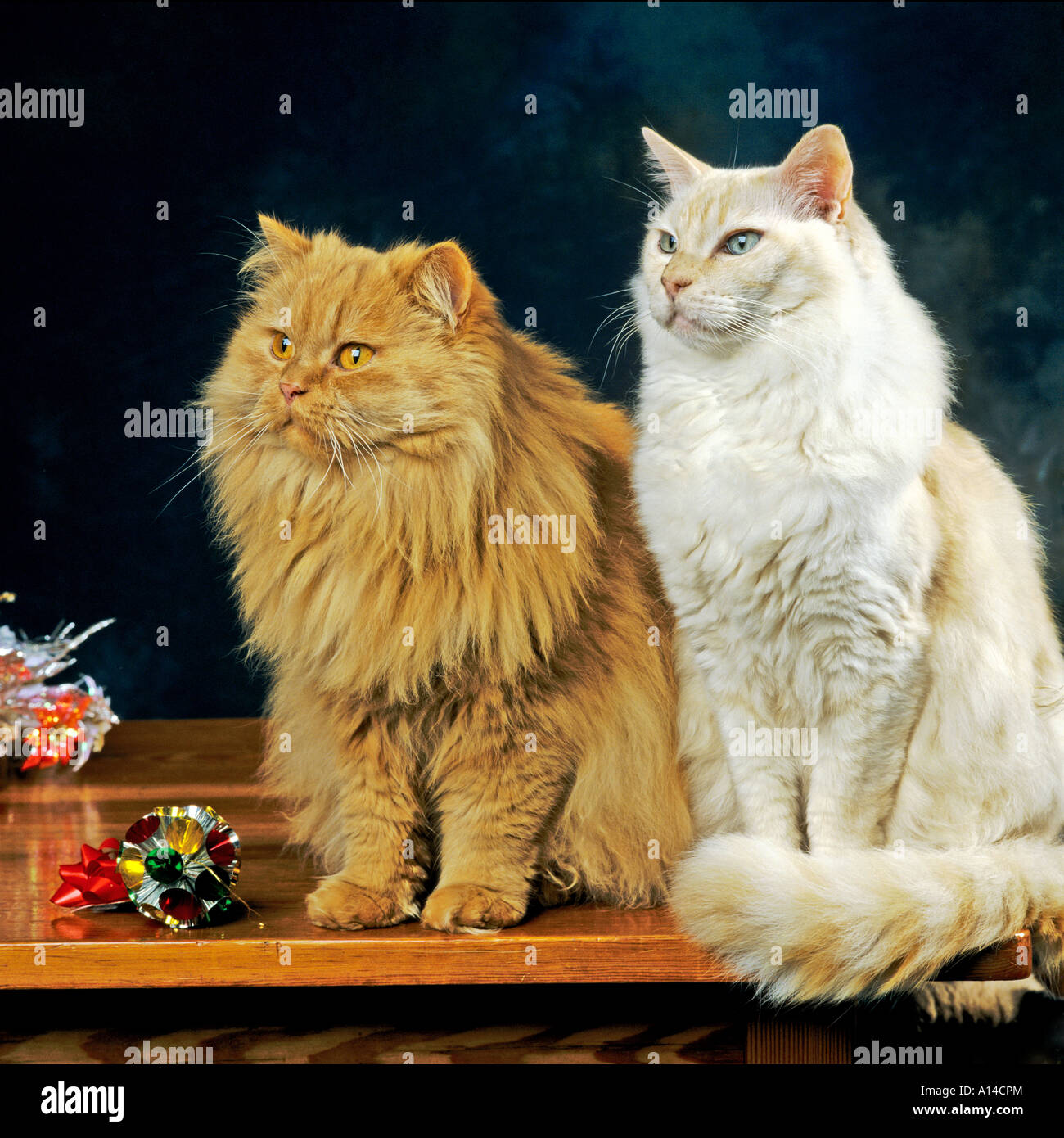 Una coppia di pedigree gatti un fumo rosso capelli lunghi il gatto domestico e un punto rosso neutro Ragdoll cat Foto Stock
