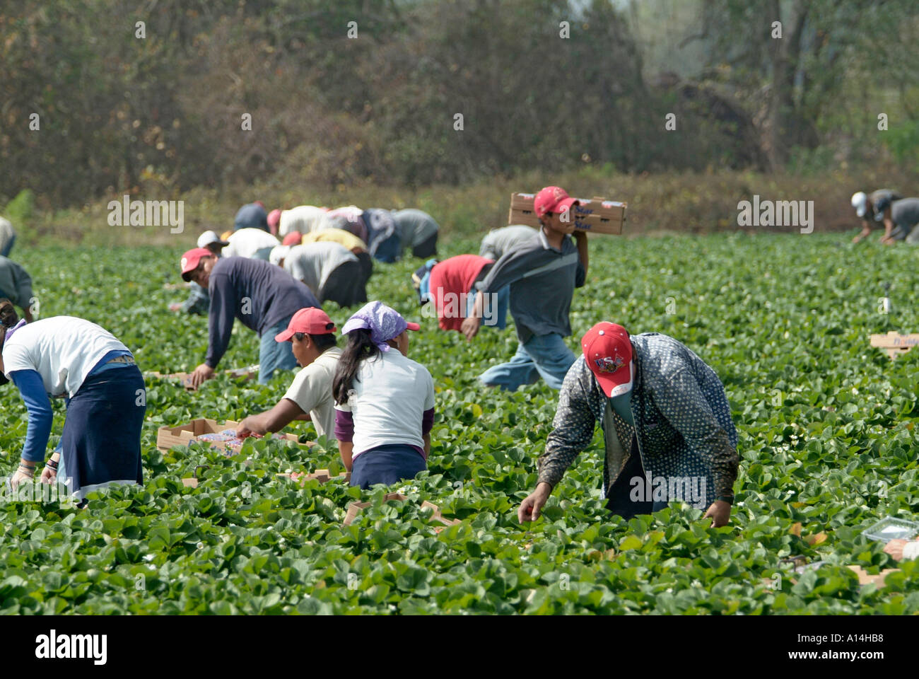 Mexican American lavoratori migranti pick le fragole in un impianto City Florida campo Foto Stock