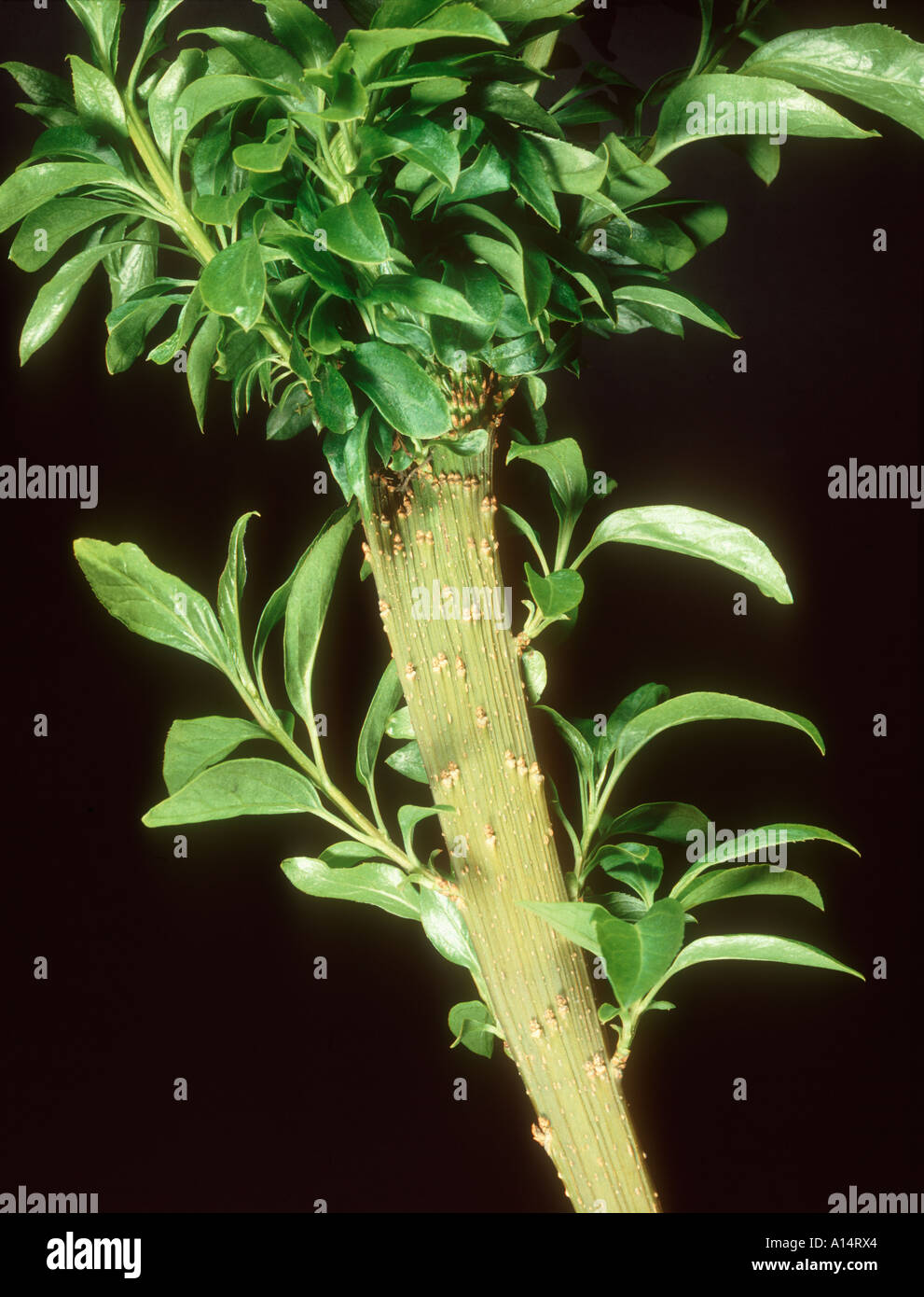 Fasciation micoplasma organismo di tipo di coltivazione x stelo intermedia Foto Stock