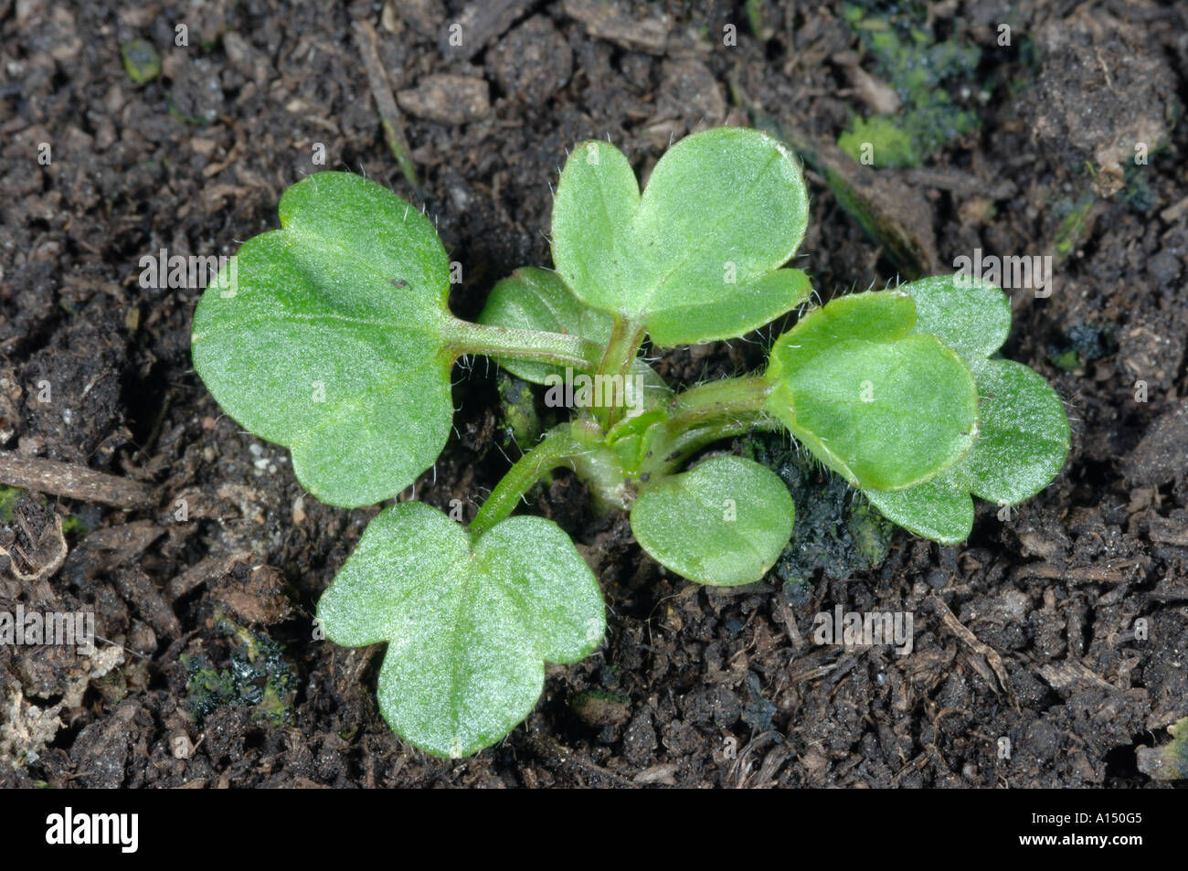 Ranuncolo strisciante Ranunculus repens piantina con cotiledoni e cinque foglie vere Foto Stock