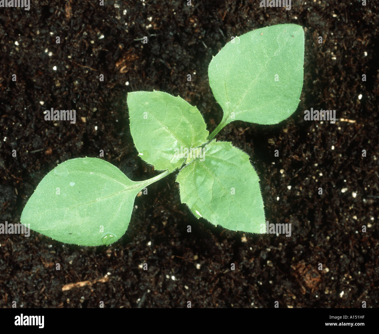 Soldato galante Galinsoga parviflora piantina con due foglie vere Foto Stock
