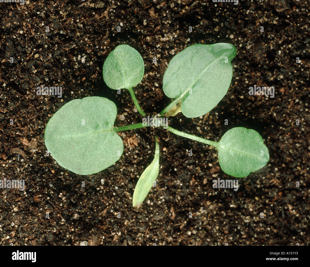 Ampia dock Rumex obtusifolius piantina con quattro foglie vere Foto Stock