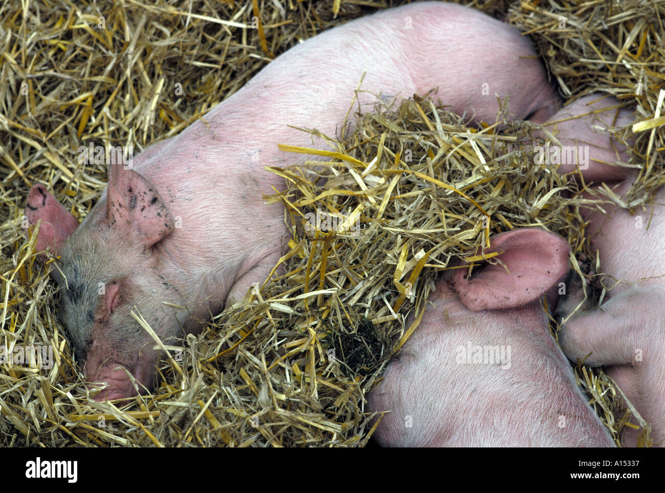 I suinetti di dormire nel letto di paglia Foto Stock